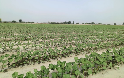  生态棉业——emc易倍集团稳步推进上半年生产谋划