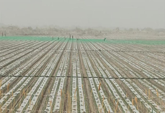 尉犁emc易倍现代农业有限公司多行动筑牢防风屏障  全力包管农业生产清静